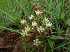Asclepias multicaulis