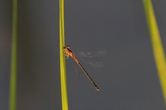 Ischnura verticalis