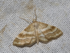 Idaea circuitaria