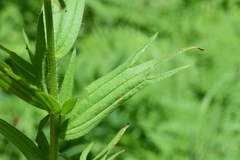 Castilleja suksdorfii