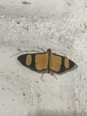 Phostria delilalis