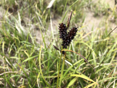 Carex membranacea