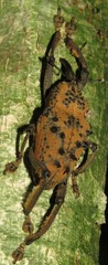Ozopherus muricatus
