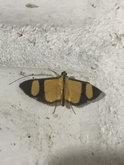 Phostria delilalis