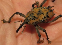 Ozopherus muricatus
