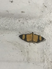 Phostria delilalis