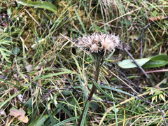 Saussurea angustifolia