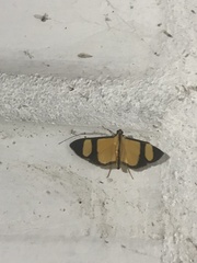 Phostria delilalis