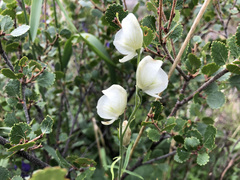 Aconitum delphiniifolium