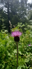 Cirsium helenioides