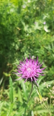 Cirsium helenioides