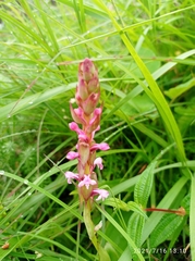 Satyrium nepalense