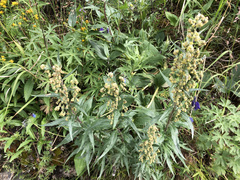 Artemisia tilesii
