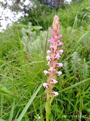 Satyrium nepalense