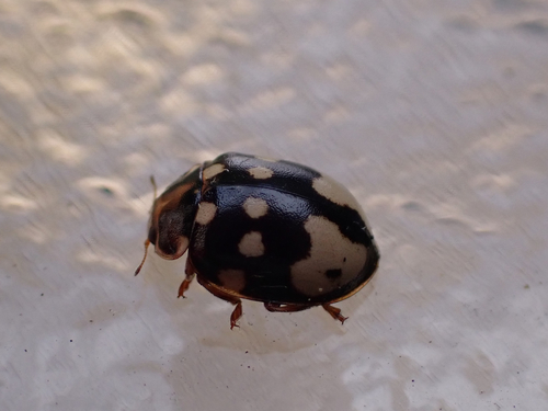Cream-spotted Ladybird photo 6