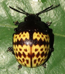 Platyphora rubropunctata