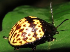 Platyphora rubropunctata