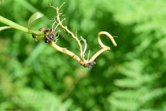 Castilleja suksdorfii