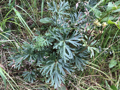 Anemonastrum sibiricum