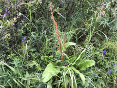 Rumex arcticus