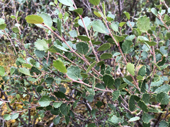 Betula nana
