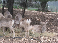 Dama mesopotamica