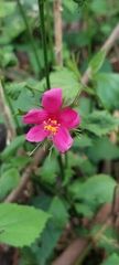 Hibiscus phoeniceus