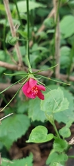 Hibiscus phoeniceus