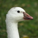 Snow × Ross's Goose - Photo (c) Afton Kern, some rights reserved (CC BY-NC), uploaded by Afton Kern