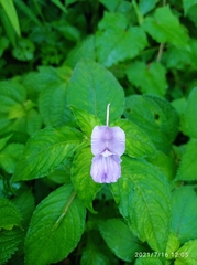 Impatiens puberula