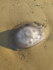 Scyphozoa