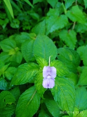 Impatiens puberula