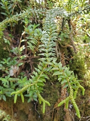 Phlegmariurus phyllanthus