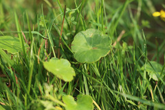 Hydrocotyle vulgaris