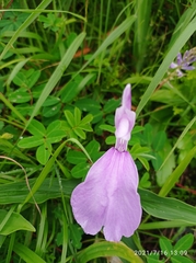 Roscoea purpurea