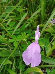 Roscoea purpurea