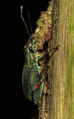 Naupactus auricinctus