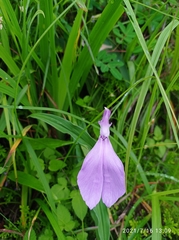 Roscoea purpurea