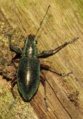 Naupactus auricinctus