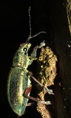 Naupactus auricinctus
