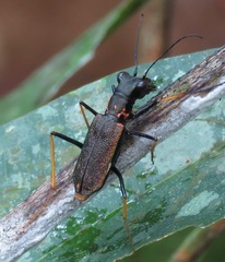 Odontocheila cayennensis