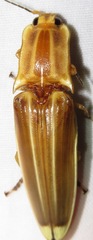 Semiotus ligneus
