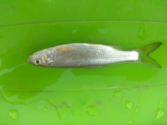 Chondrostoma variabile