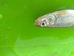 Chondrostoma variabile