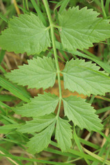 Pimpinella major