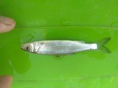 Leuciscus danilewskii