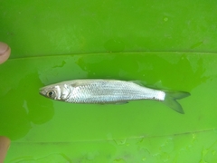 Leuciscus danilewskii