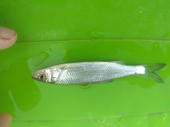 Leuciscus danilewskii