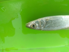 Leuciscus danilewskii