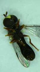 Paragus longiventris